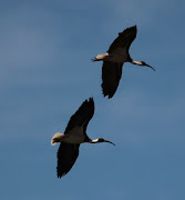 Torresian Crow in flight (straw necked ibis pair in flight)