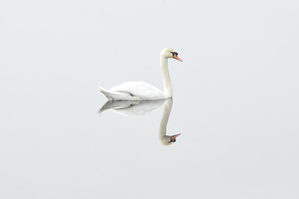 Reflection of Swan on Water Reflection of Swan on Water