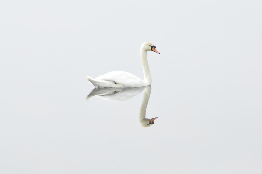 Reflection of Swan on Water Reflection of Swan on Water