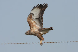 field notes buzzard steppe