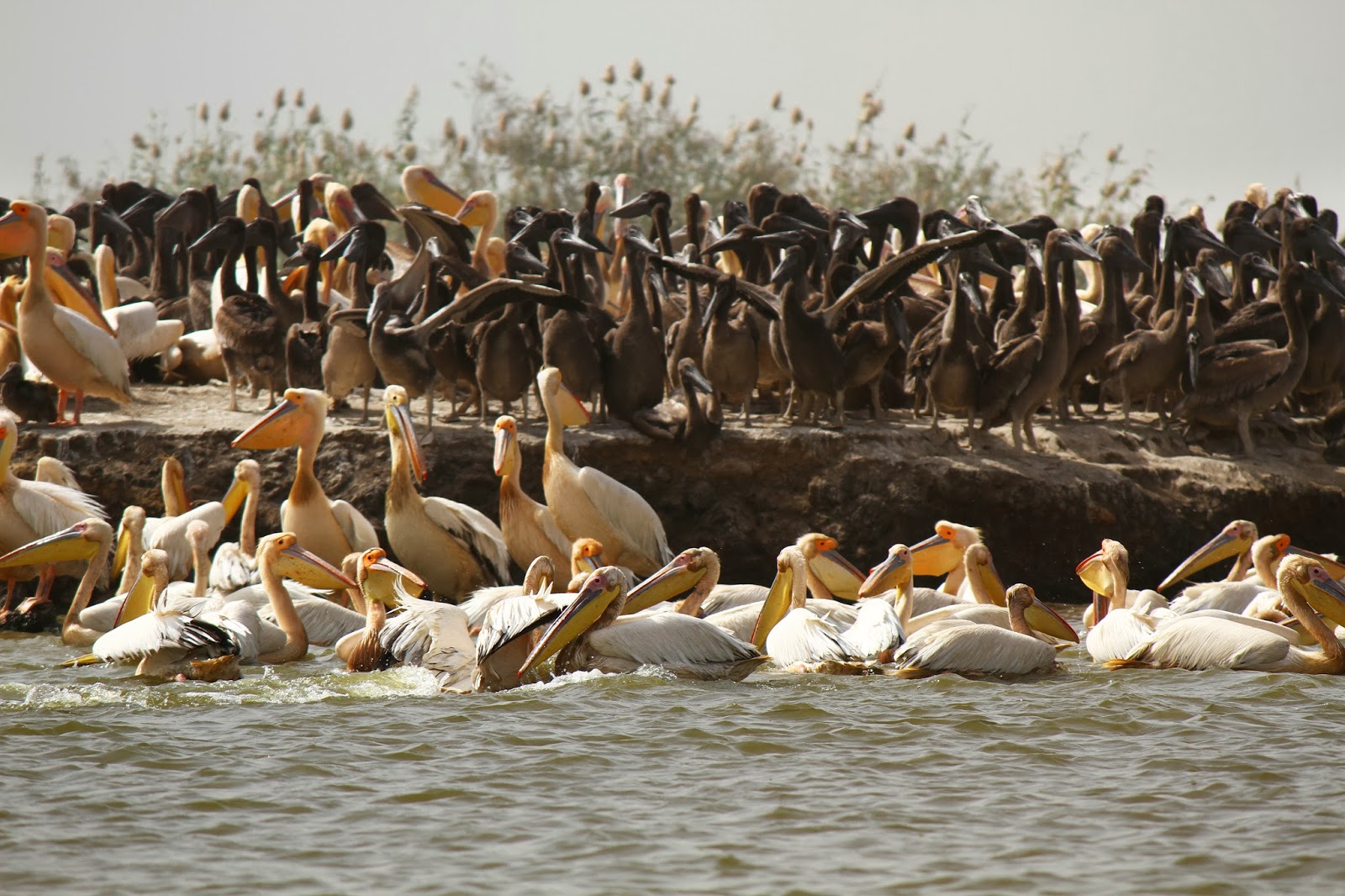 Visitar o PARQUE NACIONAL DE DJOUDJ e ver o maior santuário de avifauna de África Ocidental | Senegal
