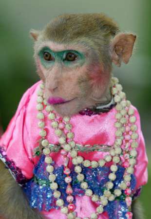 Wedding dresses: monkey in wedding dress