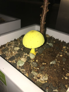 노란 버섯