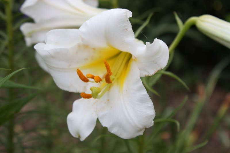 Lilies blooming today Where to buy more