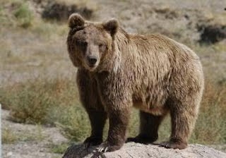 Brown Bear