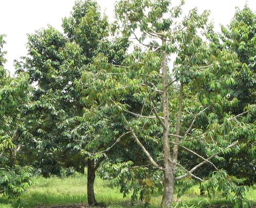  Gambar  Jual Pohon Durian  Tien Kahn Bibit Kaskus Gambar  