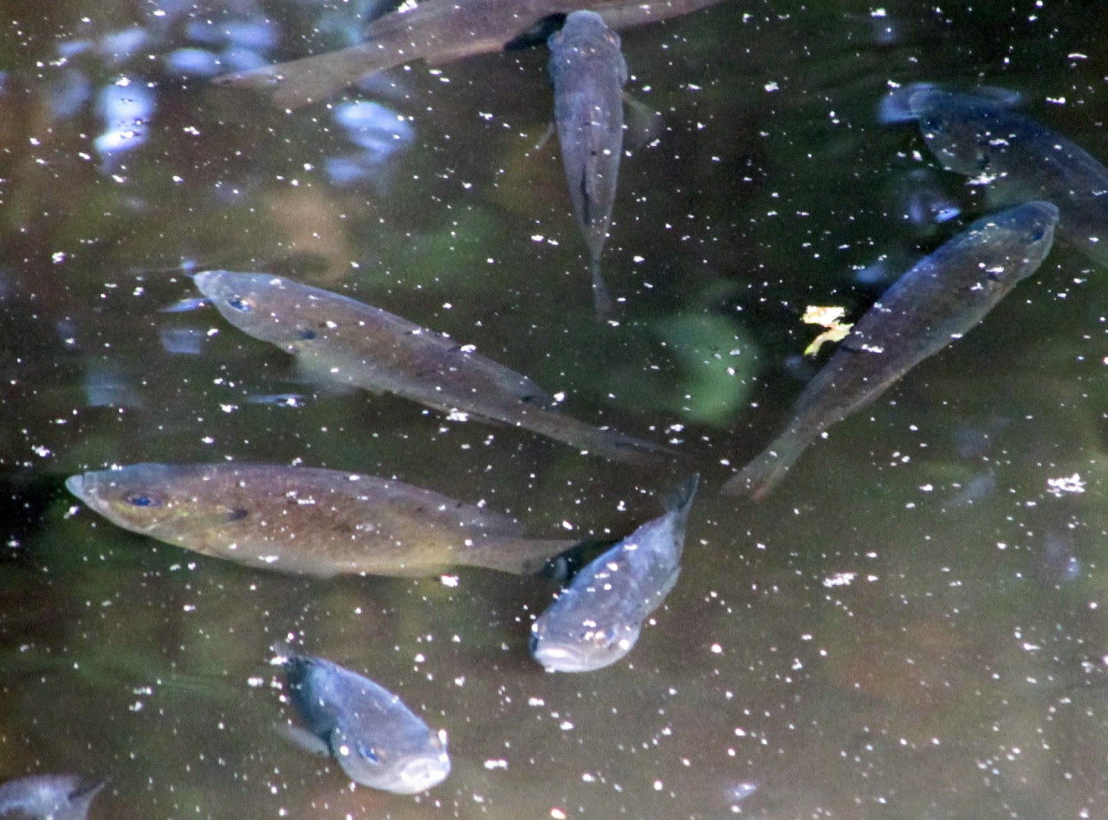 Massapequa Preserve Fish
