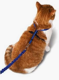 arnés-gato-seguridad