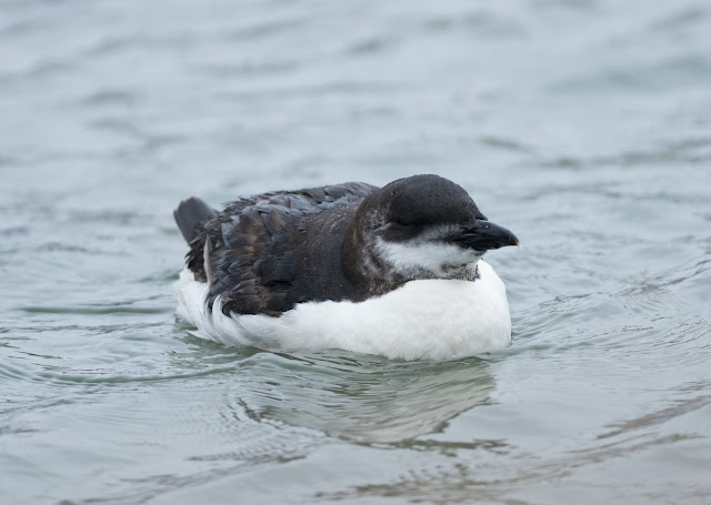 Brünnich's Guillemot - Anstruther, Fife