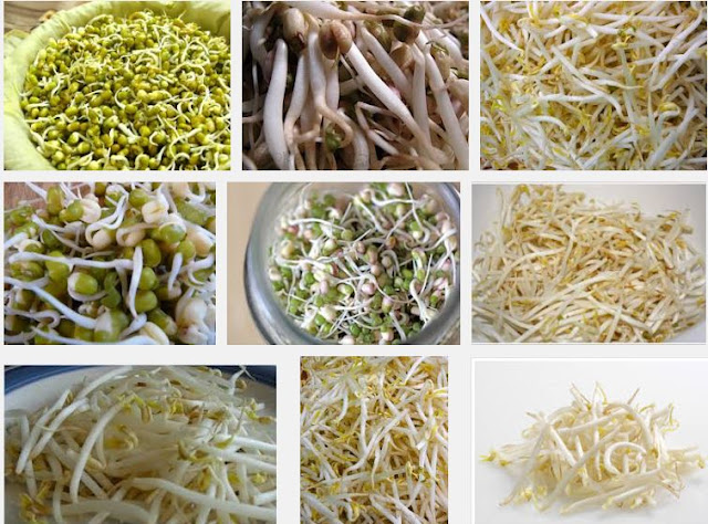  Bean Sprouts
