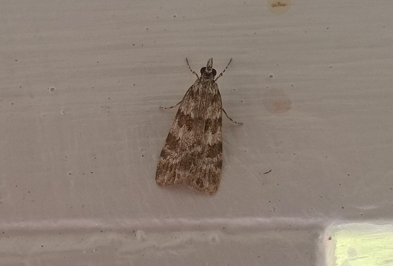 Non-Stop Birding: Lodza moffs