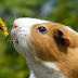 Cavia ruikt aan een gele bloem