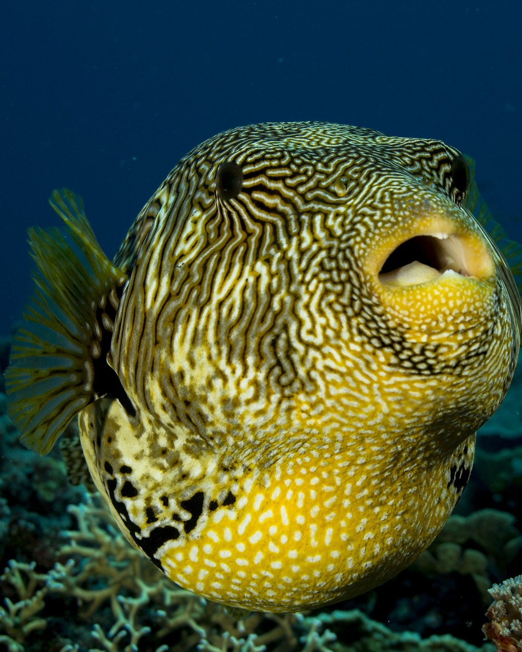 Picture of a puffer fish.