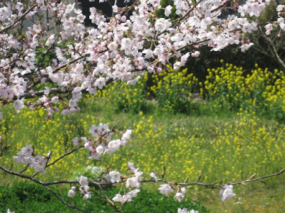 鎌倉山の桜