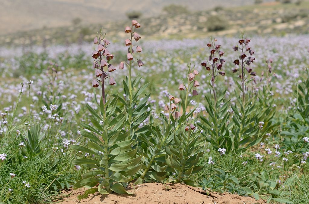 THE PERSIAN LILY Fritillaria persica The Garden of Eaden