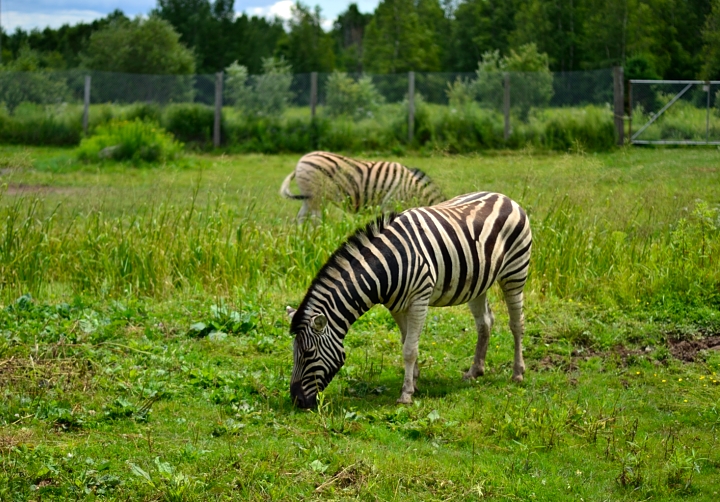J Doyle Photography Moncton Zoo