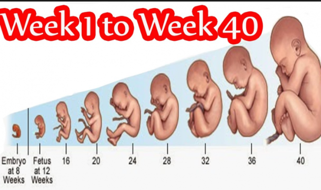 What Week Do Babies Develop A Heartbeat
