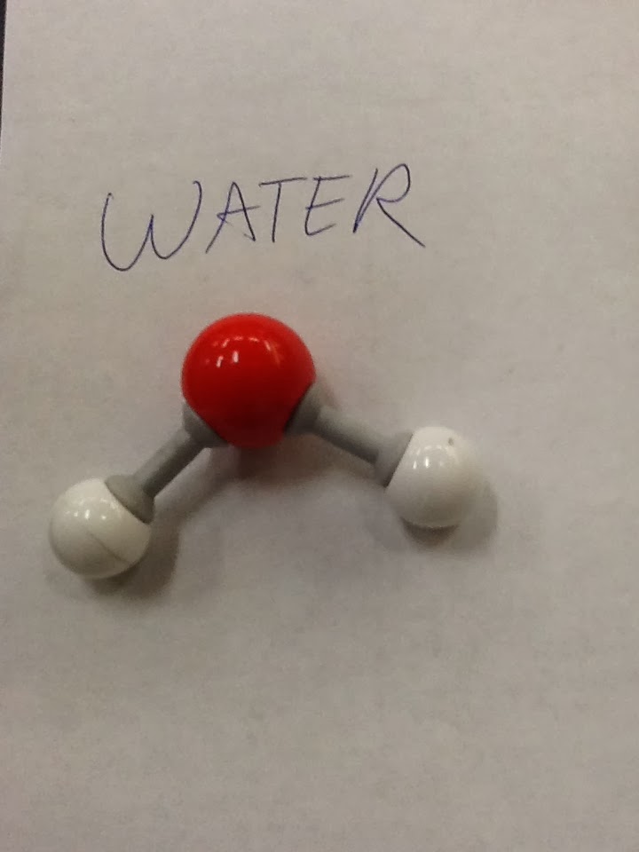 Mr. Bursch's Science Site BIOLOGY and HONORS BIOLOGY Biomolecule