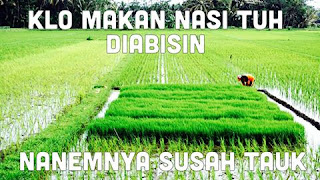 Gambar sindiran tema petani Gambar sindiran tema petani