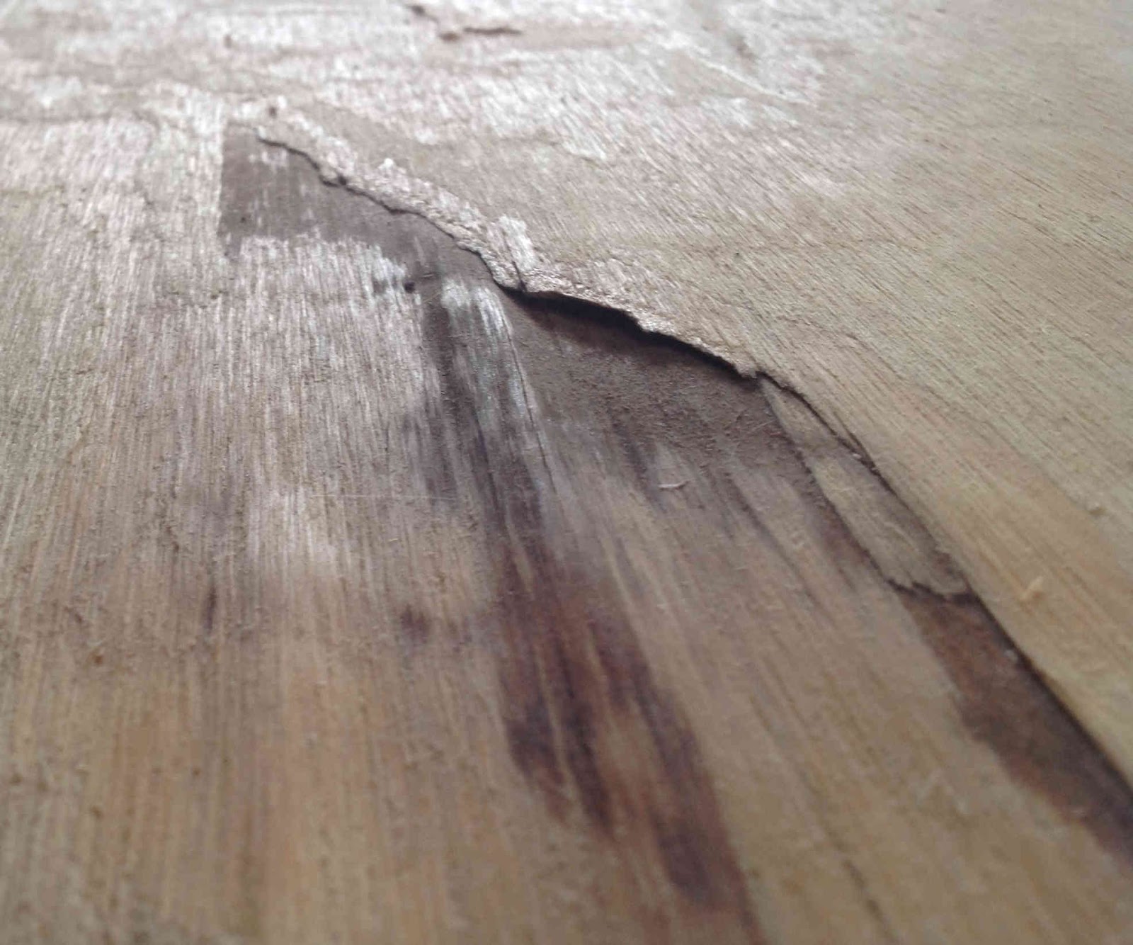 Our Square Trailer Sailor Project More Plywood Issues