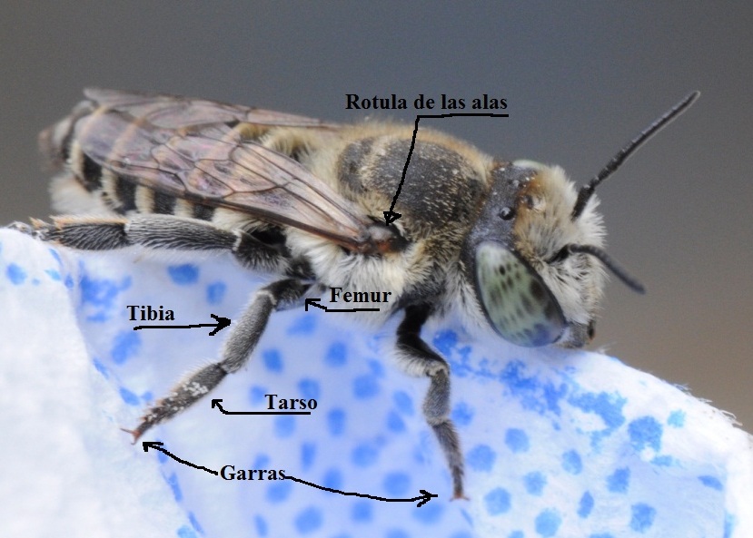 APRENDIENDO CON LA VISTA: CABEZA, TORAX Y ABDOMEN DE UNA ABEJA