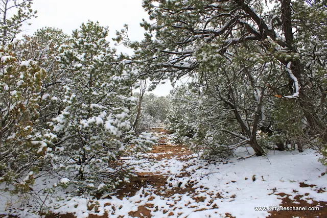 snow in new mexico