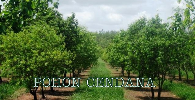 Jenis atau Ciri Flora Asiatis dan Australis di Indonesia Jenis atau Ciri Flora Asiatis dan Australis di Indonesia