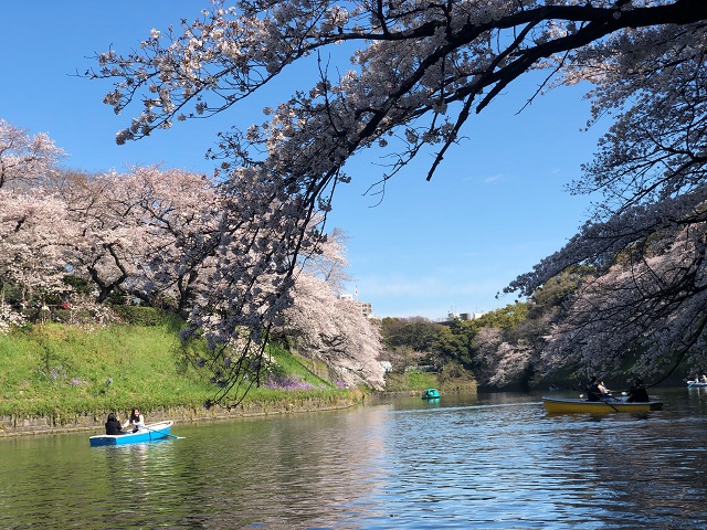 cherry blossoms by boat