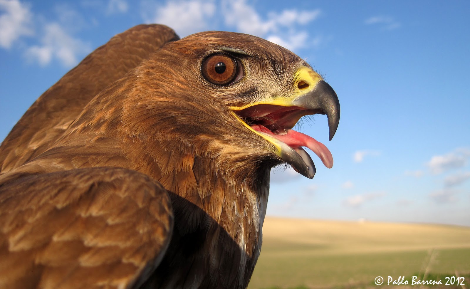 Naturaleza y ornitología: Ratonero común (Buteo buteo) juvenil