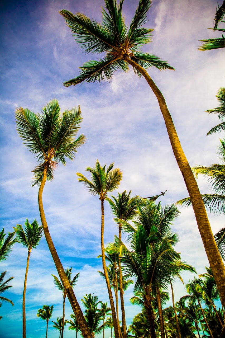 Imagenes everywhere: Palmeras