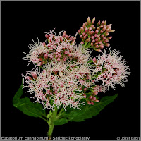 Eupatorium cannabinum inflore scence - Sadziec konopiasty kwiatostan