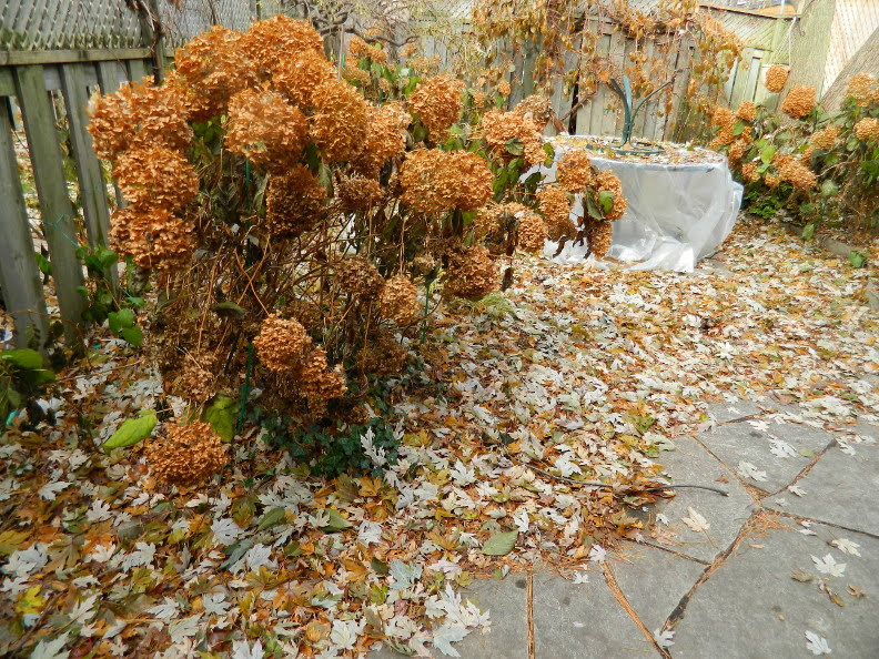 When Should Hydrangeas Be Pruned