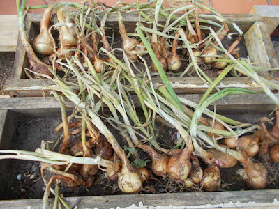 Shallots Watering and Harvesting: August on The 80 Minute Allotment 