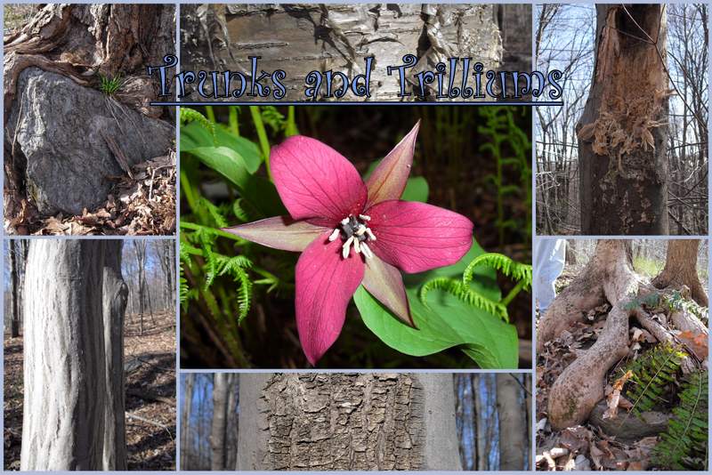 Trunks and Trilliums