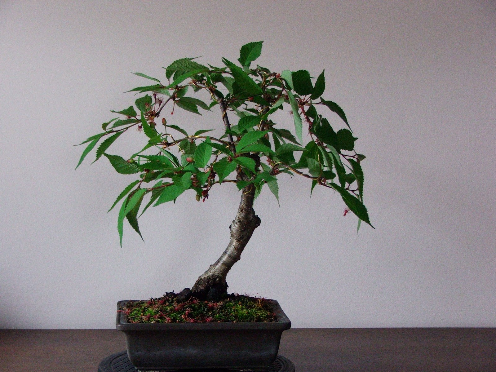 Evoluzione Bonsai bonsai di ciliegio da fiore prunus subhirtella cherry blossom