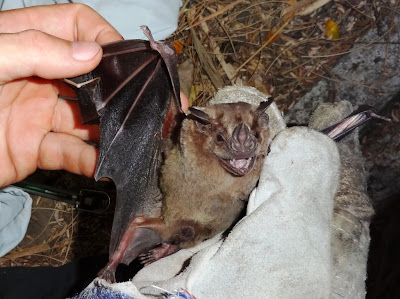 bats Nicaragua