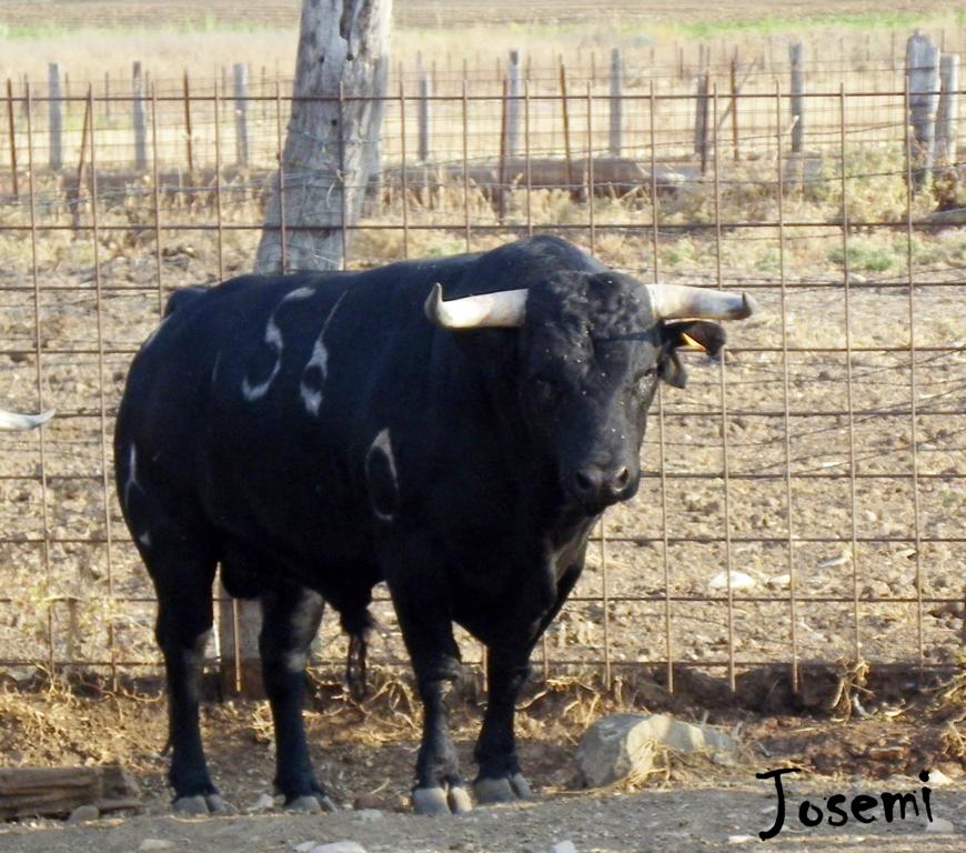 JOSEMI TOROS 2 ROCÍO DE LA CÁMARA