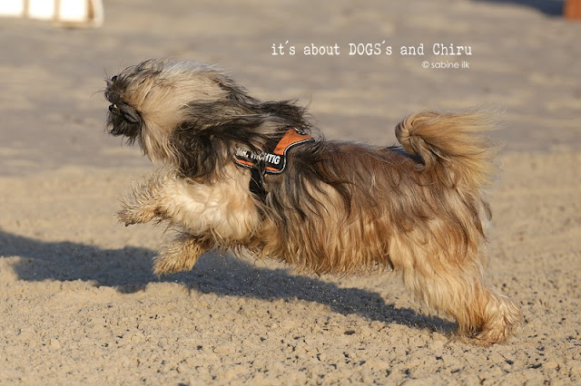 2015 ABOUT DOGS AND CHIRU [Hundeblog]