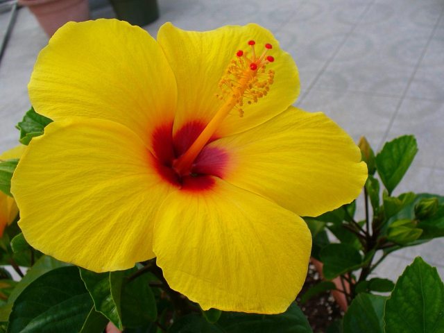 Pics Of Beautiful Yellow Flowers Pics Of Beautiful Yellow Flowers