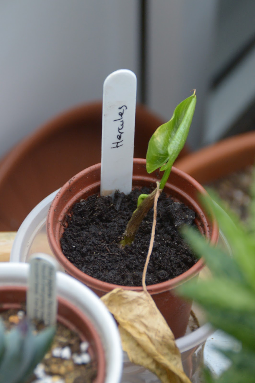 Jungle Plants Diary Zantedeschia Aethiopica Hercules