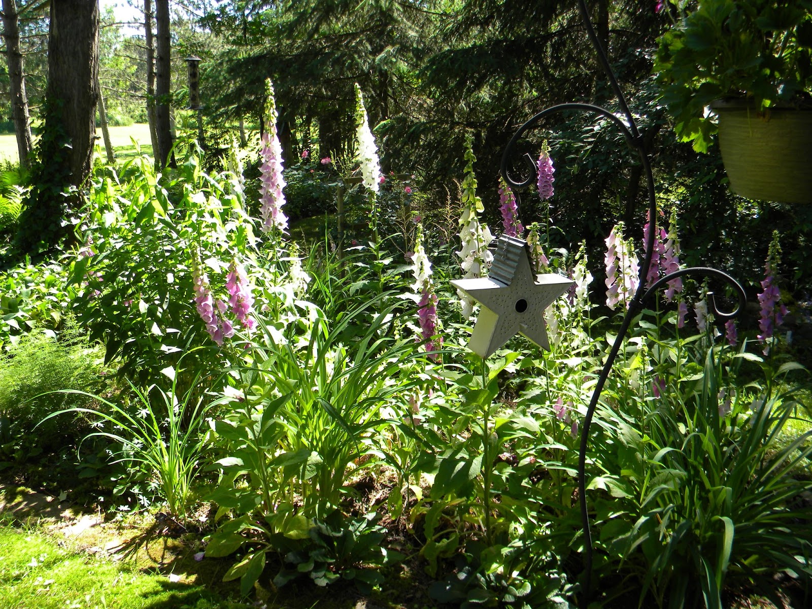The Northern New York Gardener Where Did My Foxgloves Go? Over
