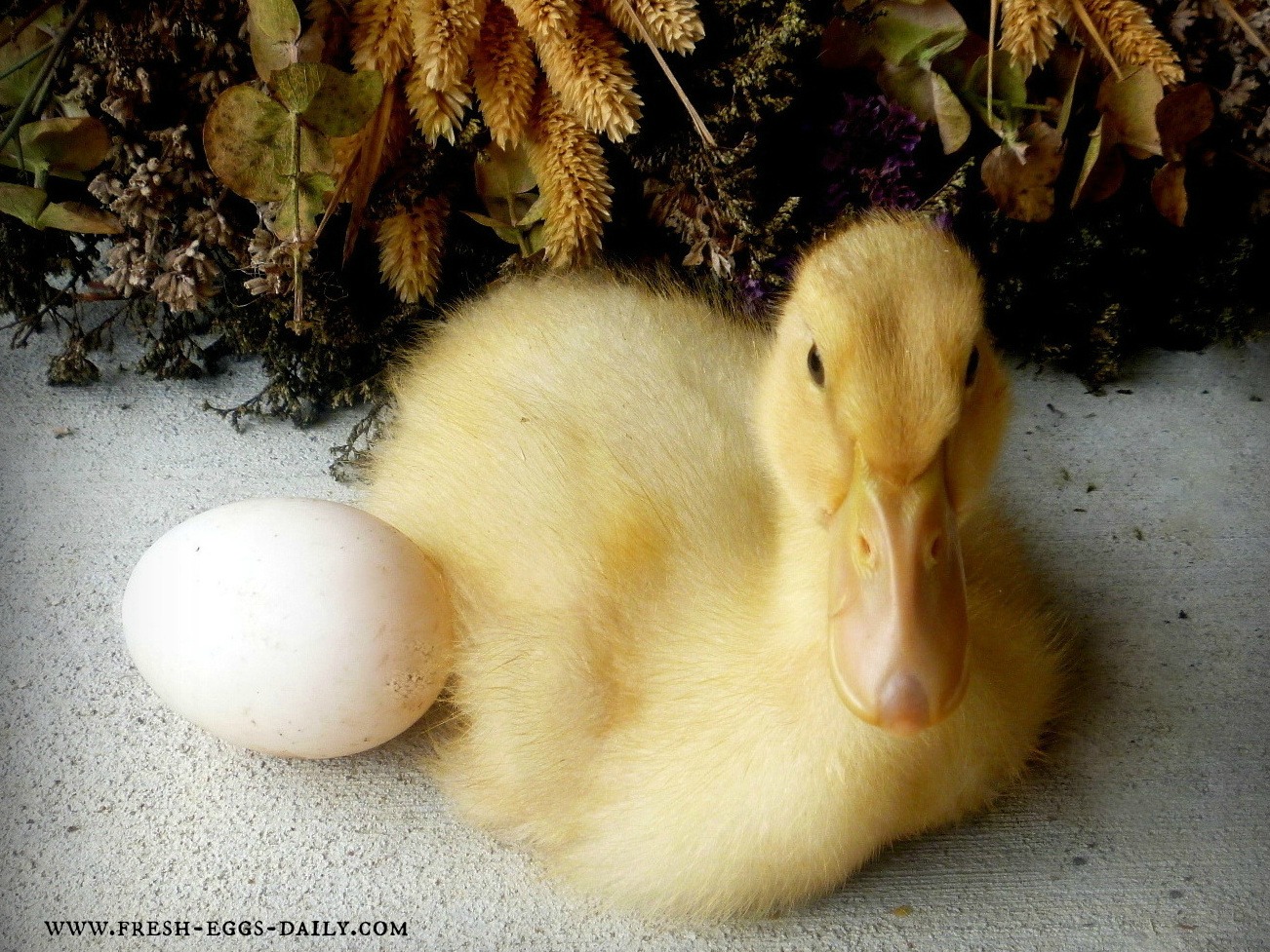 Beginners Guide to Raising Ducklings - Fresh Eggs Daily® with Lisa Steele