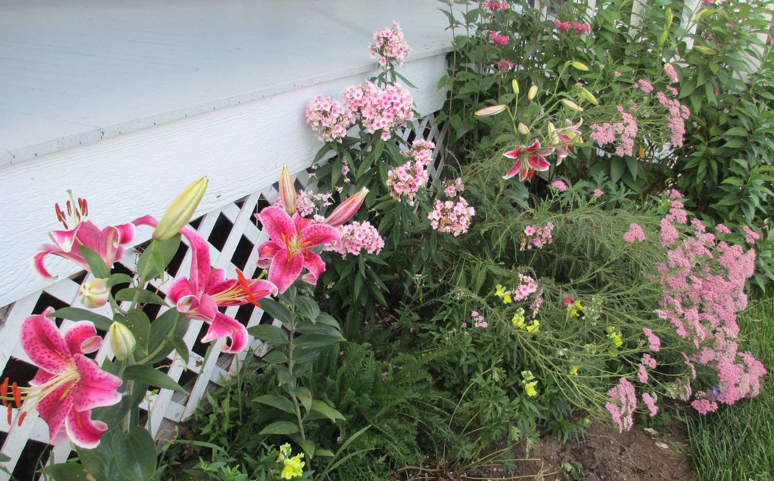 Garden Fancy July 2015