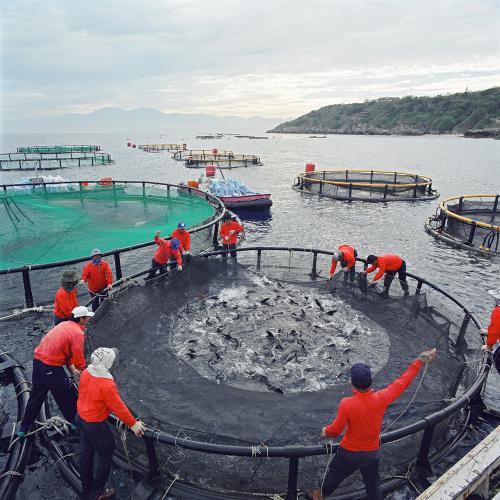 Are Regulations for Sustainable Fish Farming Just a Red Herring?