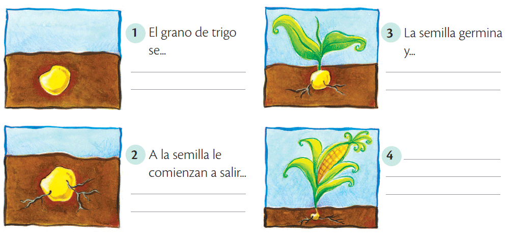 germinacion