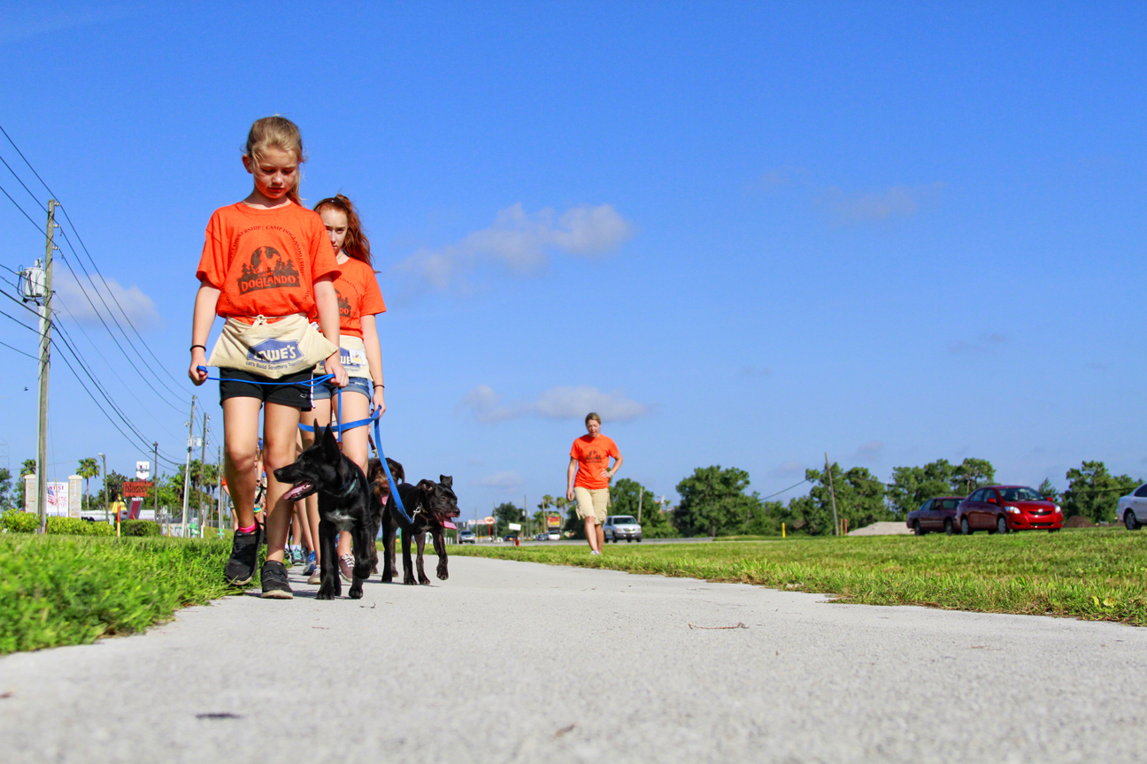 The Doglando Blog Orlando Dog Grooming Orlando Dog Training Dog