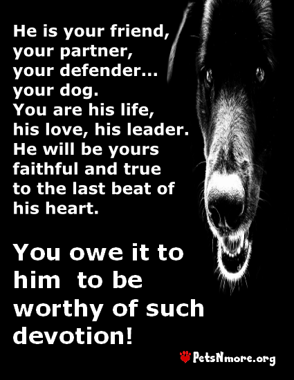  animal, dog, cat, pet, animal, inspiring quotes for animal lovers, petsnmore.org