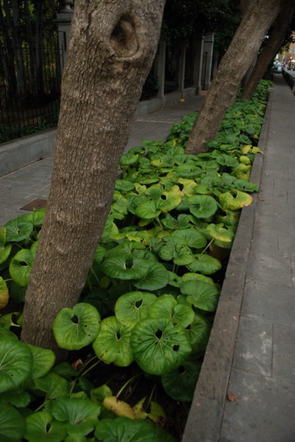 PHOTOGRANCANARIA Jardín de Gourié y el Hinojal en Arucas