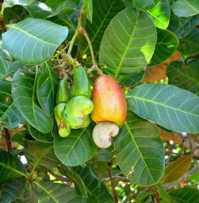 A3 Health Blog Health Benefits of Cashew Leaves and Trees