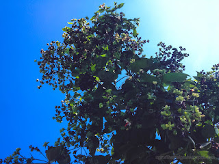 Natural Flower Plants View And The Clear Blue Sky On A Sunny Day